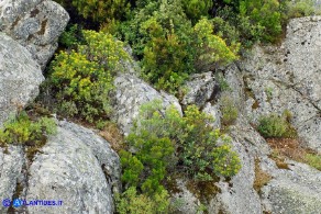 Bupleurum fruticosum (Bupleuro cespuglioso)