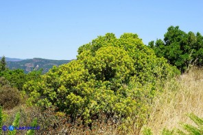 Bupleurum fruticosum (Bupleuro cespuglioso)