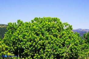 Bupleurum fruticosum (Bupleuro cespuglioso)