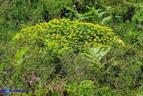 Bupleurum fruticosum (Bupleuro cespuglioso)