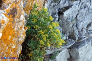 Bupleurum fruticosum (Bupleuro cespuglioso)