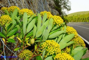 Bupleurum fruticosum (Bupleuro cespuglioso)