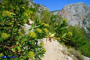 Bupleurum fruticosum (Bupleuro cespuglioso)