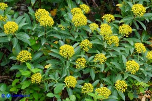 Bupleurum fruticosum (Bupleuro cespuglioso)