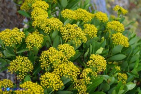 Bupleurum fruticosum (Bupleuro cespuglioso)