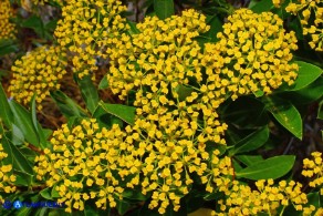 Bupleurum fruticosum (Bupleuro cespuglioso)