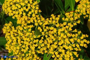 Bupleurum fruticosum (Bupleuro cespuglioso)