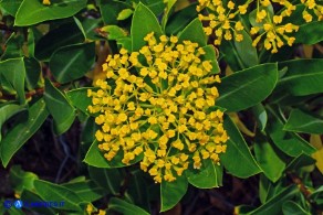 Bupleurum fruticosum (Bupleuro cespuglioso)