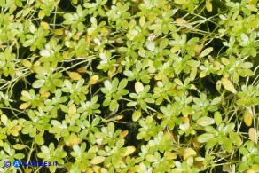 Callitriche brutia (Gamberaia calabrese)