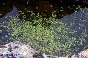 Callitriche brutia (Gamberaia calabrese)