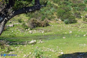 Callitriche obtusangula (Gamberaia ad angoli ottusi)