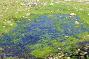 Callitriche obtusangula (Gamberaia ad angoli ottusi)