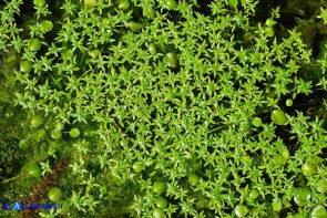 Callitriche obtusangula (Gamberaia ad angoli ottusi): giovani rosette flottanti