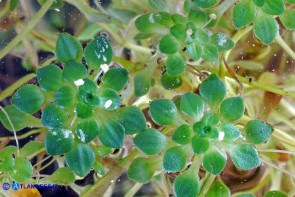Callitriche obtusangula (Gamberaia ad angoli ottusi): stami, antere e polline bianco