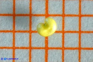 Callitriche obtusangula (Gamberaia ad angoli ottusi): un'antera ancora chiusa