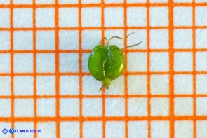 Callitriche obtusangula (Gamberaia ad angoli ottusi): un frutto con i due stili persistenti