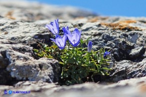 Campanula forsythii (Campanula di Forsyth)