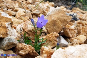 Campanula forsythii (Campanula di Forsyth)