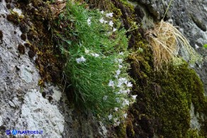 Campanula forsythii (Campanula di Forsyth): un raro esemplare bianco