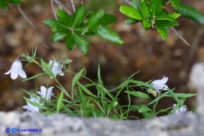 Campanula forsythii (Campanula di Forsyth): un raro esemplare bianco