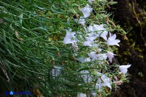 Campanula forsythii (Campanula di Forsyth): un raro esemplare bianco