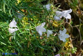 Campanula forsythii (Campanula di Forsyth): un raro esemplare bianco