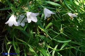 Campanula forsythii (Campanula di Forsyth): un raro esemplare bianco