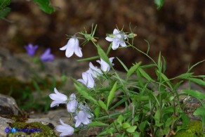 Campanula forsythii (Campanula di Forsyth): un raro esemplare bianco