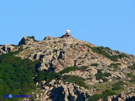 Capre a riposo su un'altura