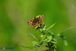 Carcharodus alceae (Esperide della malva)