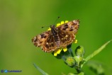 Carcharodus alceae (Esperide della malva)