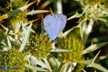 Celastrina argiolus (Argo a bande nere)