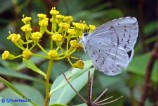 Celastrina argiolus (Argo a bande nere)