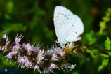 Celastrina argiolus (Argo a bande nere)
