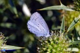 Celastrina argiolus (Argo a bande nere)