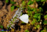 Celastrina argiolus (Argo a bande nere)