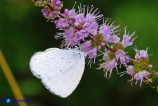 Celastrina argiolus (Argo a bande nere)