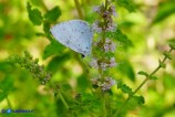 Celastrina argiolus (Argo a bande nere)