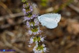 Celastrina argiolus (Argo a bande nere)