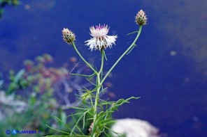 Centaurea filiformis subsp. filiformis (Fiordaliso di Oliena)