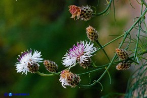 Centaurea filiformis subsp. filiformis (Fiordaliso di Oliena)