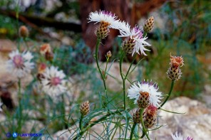 Centaurea filiformis subsp. filiformis (Fiordaliso di Oliena)