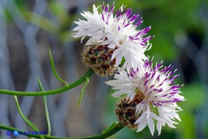 Centaurea filiformis subsp. filiformis (Fiordaliso di Oliena)