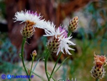 Vai al capitolo CENTAUREA FILIFORMIS SUBSP. FILIFORMIS Go to section CENTAUREA FILIFORMIS SUBSP. FILIFORMIS