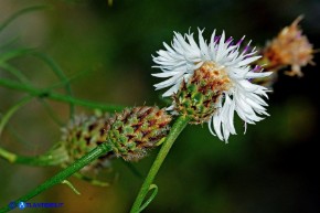 Centaurea filiformis subsp. filiformis (Fiordaliso di Oliena)