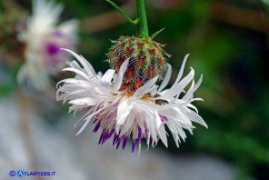 Centaurea filiformis subsp. filiformis (Fiordaliso di Oliena)