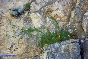 Centaurea filiformis subsp. ferulacea (Fiordaliso d'Ogliastra)