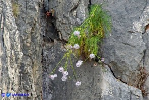 Centaurea filiformis subsp. ferulacea (Fiordaliso d'Ogliastra)