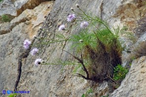 Centaurea filiformis subsp. ferulacea (Fiordaliso d'Ogliastra)