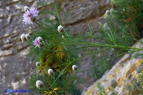 Centaurea filiformis subsp. ferulacea (Fiordaliso d'Ogliastra)